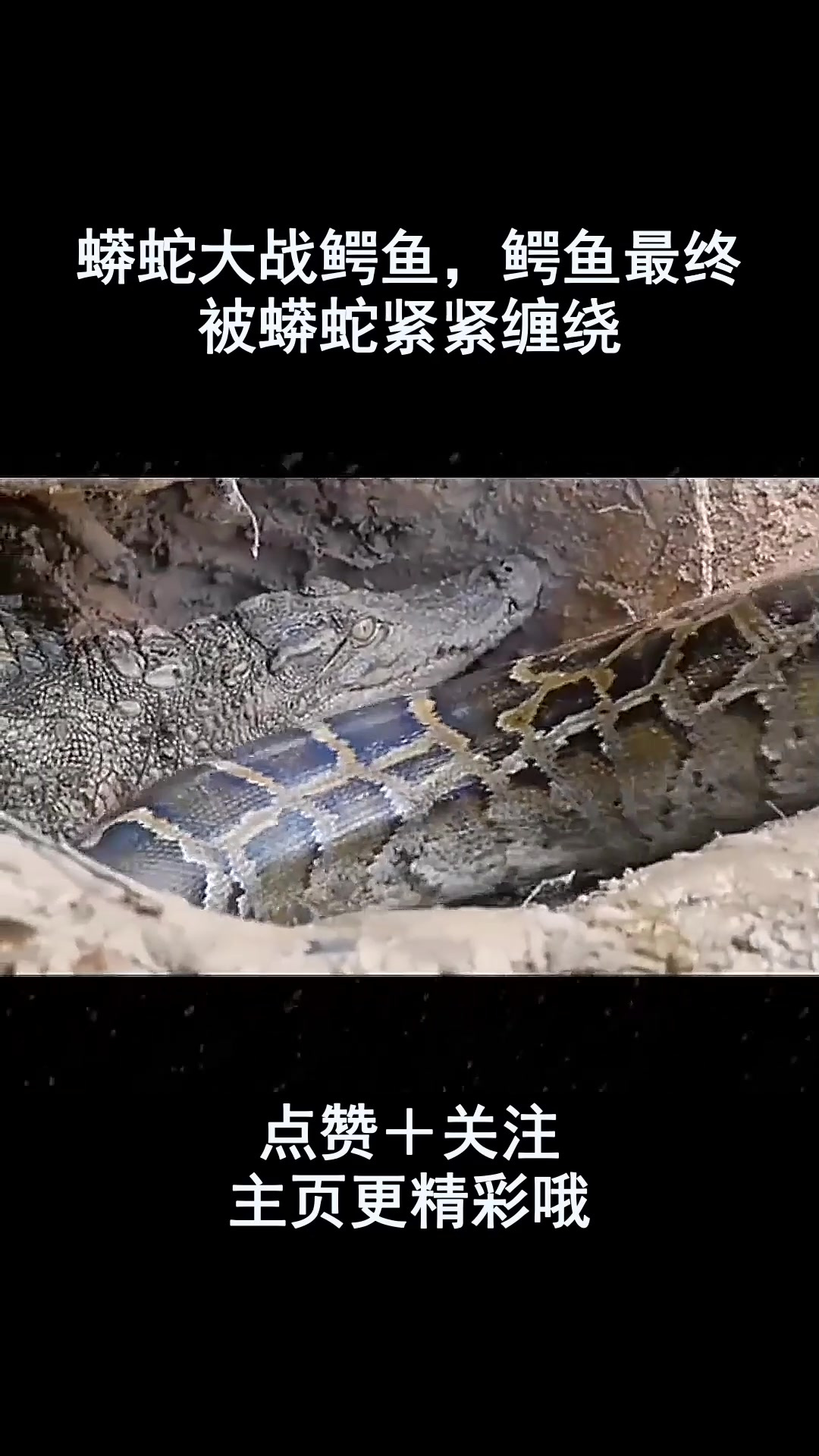 蟒蛇大战鳄鱼,鳄鱼最终被蟒蛇紧紧缠绕