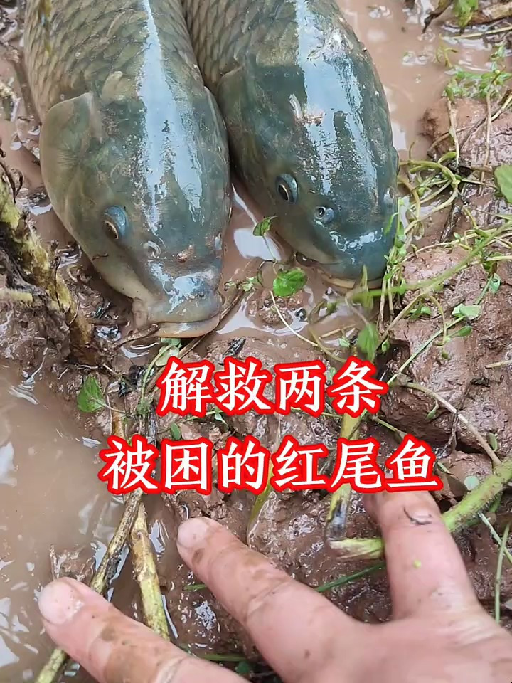 户外抓了两条红鲤鱼,这下又能改善伙食了