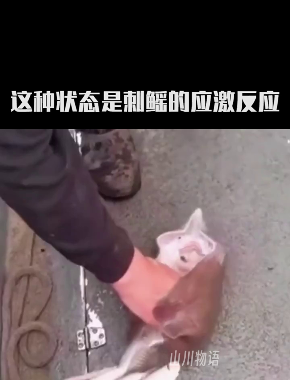 外表萌态可掬,实则海底暗杀者——刺鳐鱼