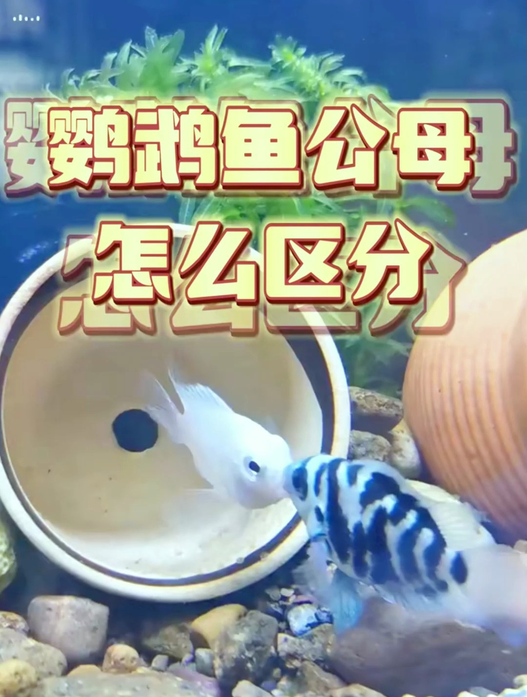 鹦鹉鱼怎么区分公母?六种方法,总有一种你学的会吧!