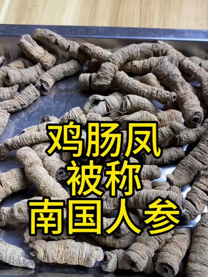 有一种中药材,叫鸡肠凤,被称为南国人参