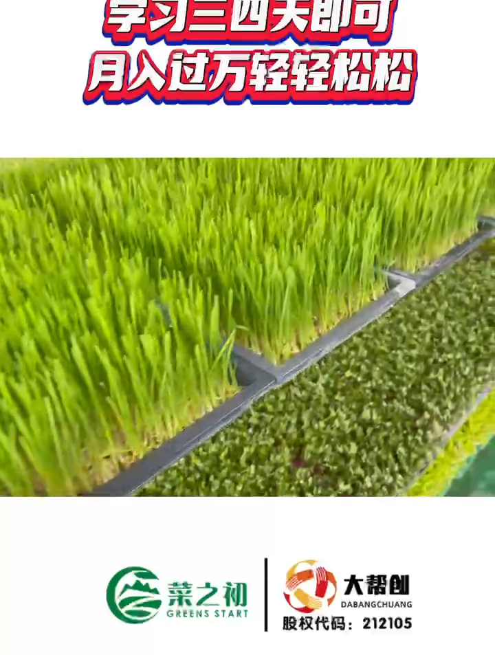 芽苗菜种植技术,三到四天就能学会,自己宅在家里轻松可以种菜