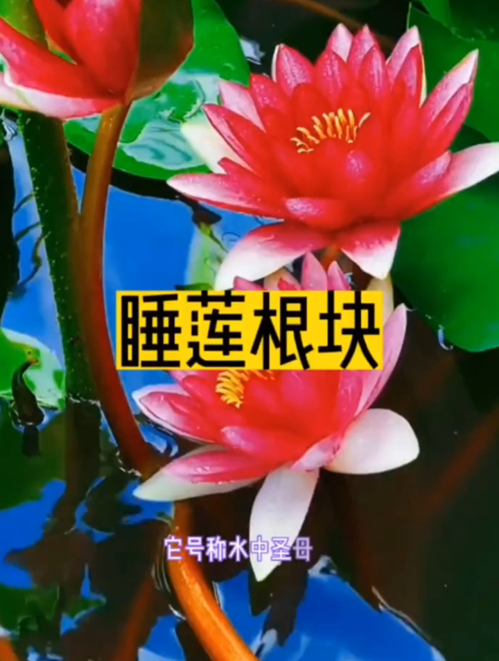 你知道水中圣母吗?耐寒品种大睡莲,放在水里就能开花的荷花~