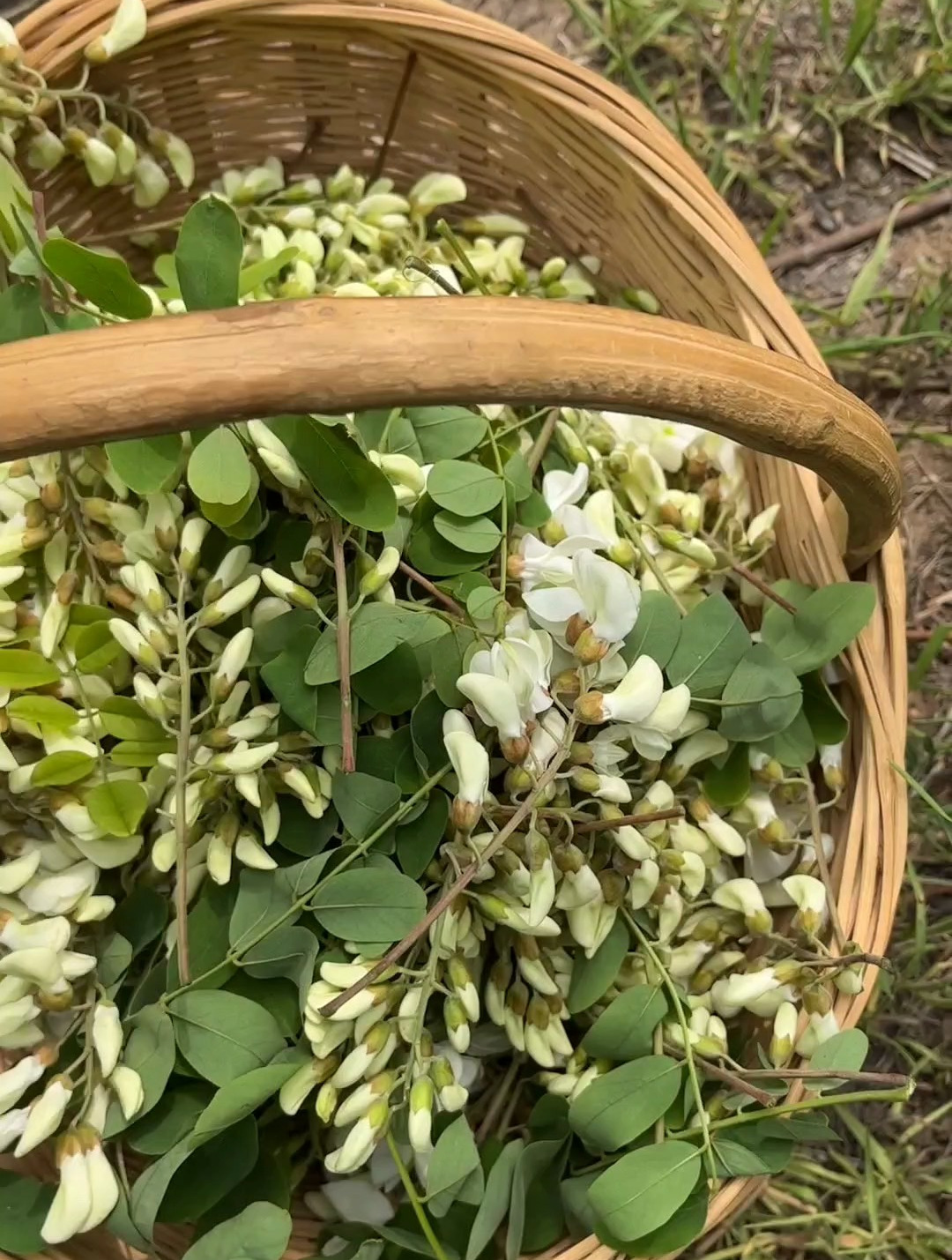 摘槐花做蒸菜吃~