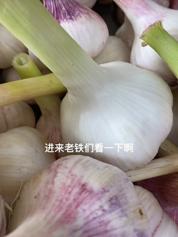 东北现挖新鲜紫皮蒜紫皮大蒜大蒜头现挖现发