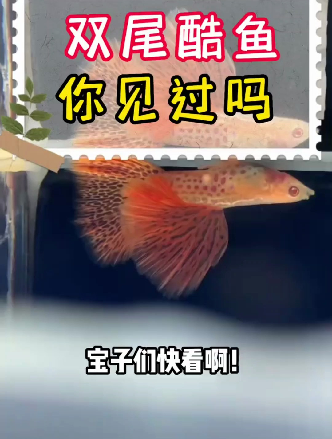 两条尾巴的红蕾丝宝子们心动了没有啊「偷笑R」孔雀鱼