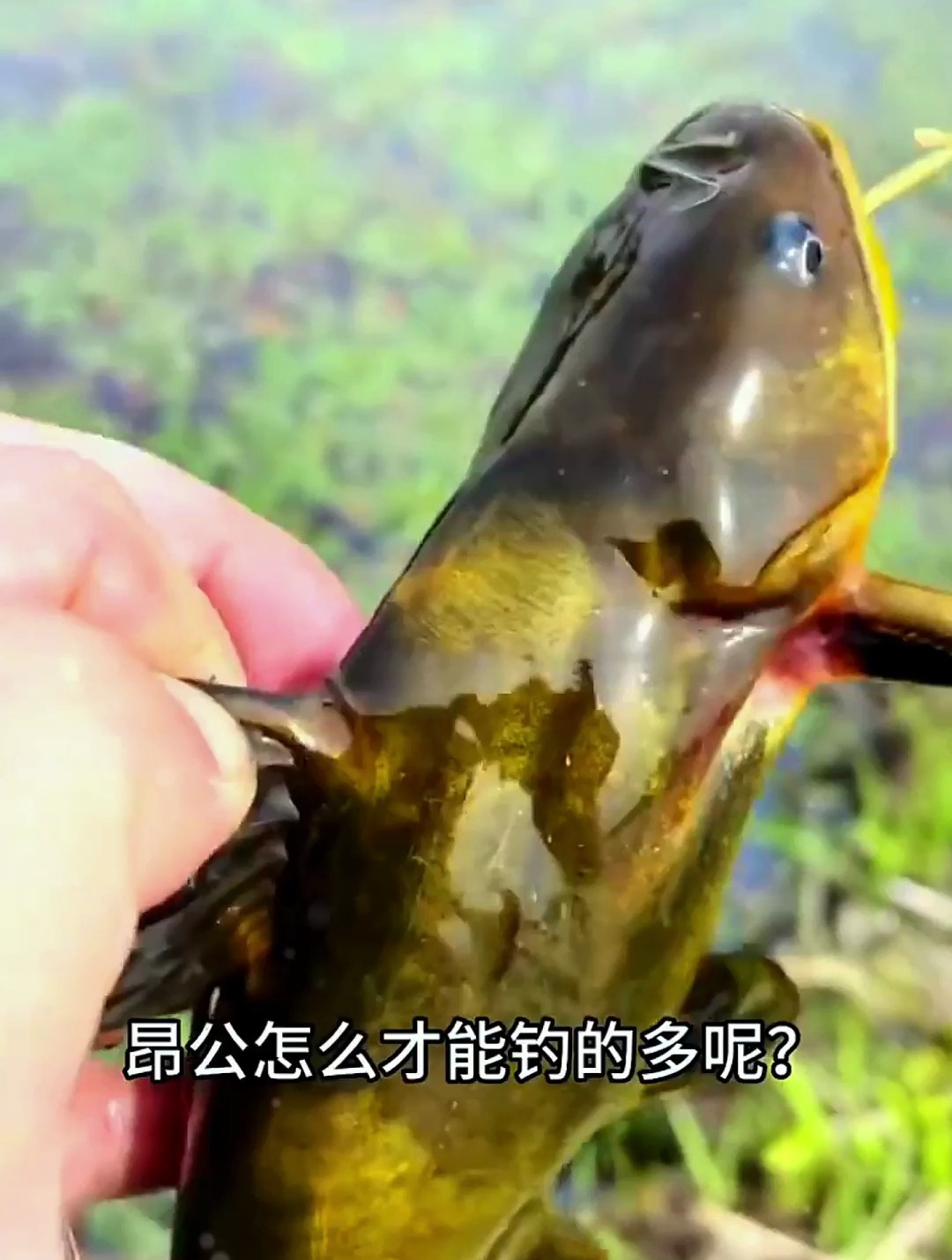 昂公鱼如何钓更多?先了解昂公鱼的喜好,再打一个喜欢的窝子