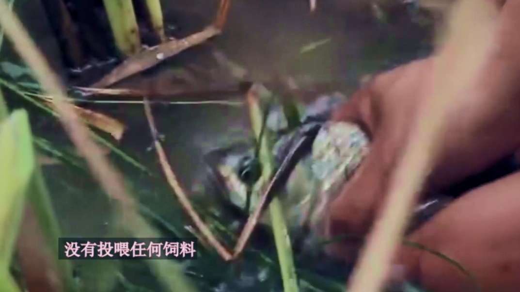 曾火爆农村的“稻花鱼”,既好吃又好卖,如何突然淡出了市场?