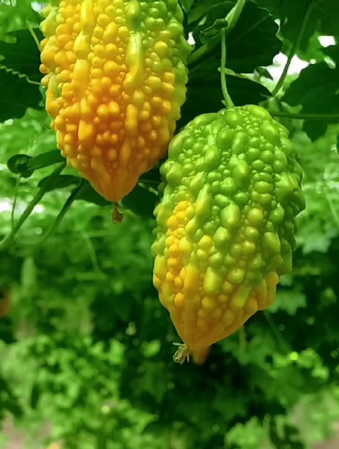 矮脚白菜经过霜降之后特别好吃