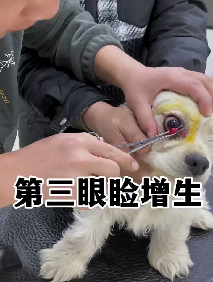 这玩意叫第三眼睑增生,俗称樱桃眼,自己动手解决!
