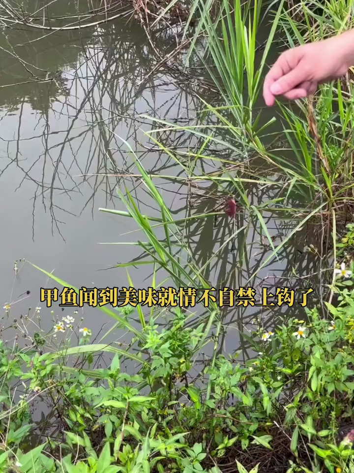喜欢钓甲鱼的,可以试试这个神器,扎上饵料扔河里,第二天来收货
