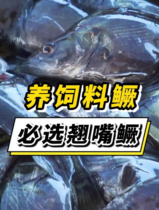 养饲料鳜,为什么一定选翘嘴鳜?