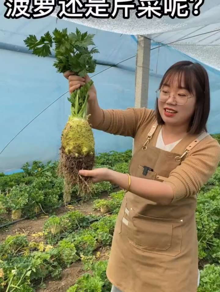 这就是所谓的“吃不败”根芹吗?一颗能吃一年,越摘越旺盛!