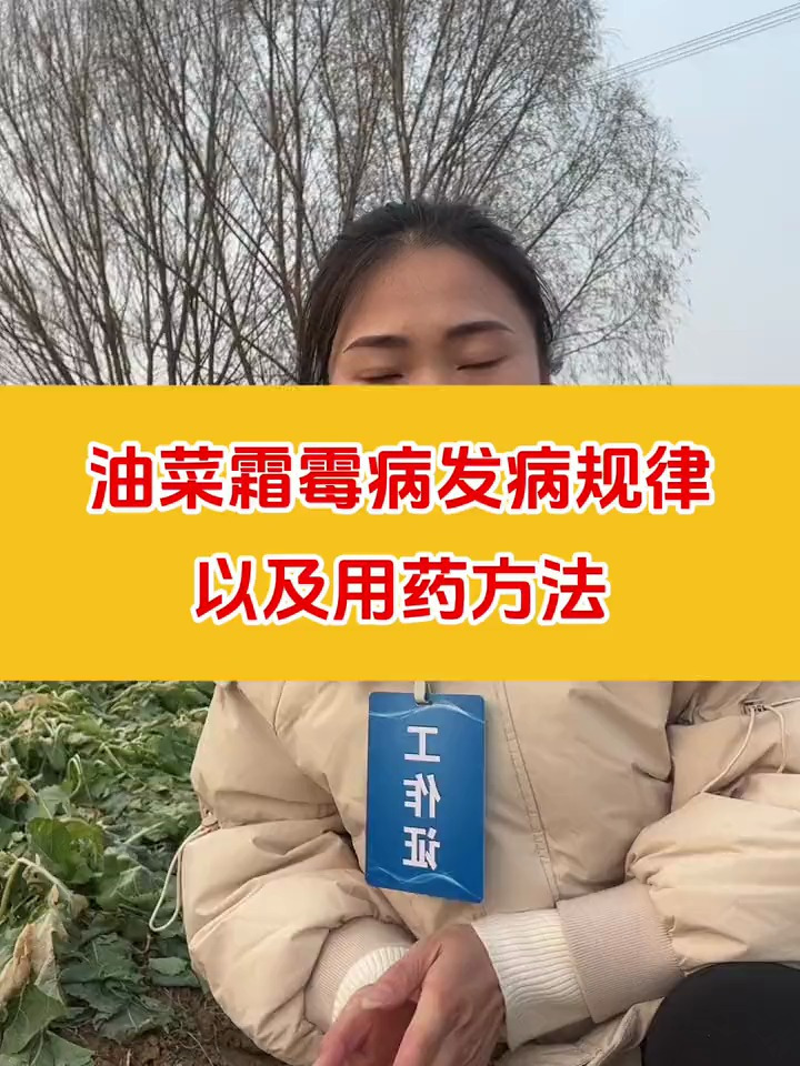 油菜霜霉病发病规律以及用药方法