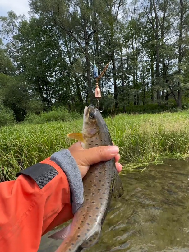 深山逆境,野战蓝鲫