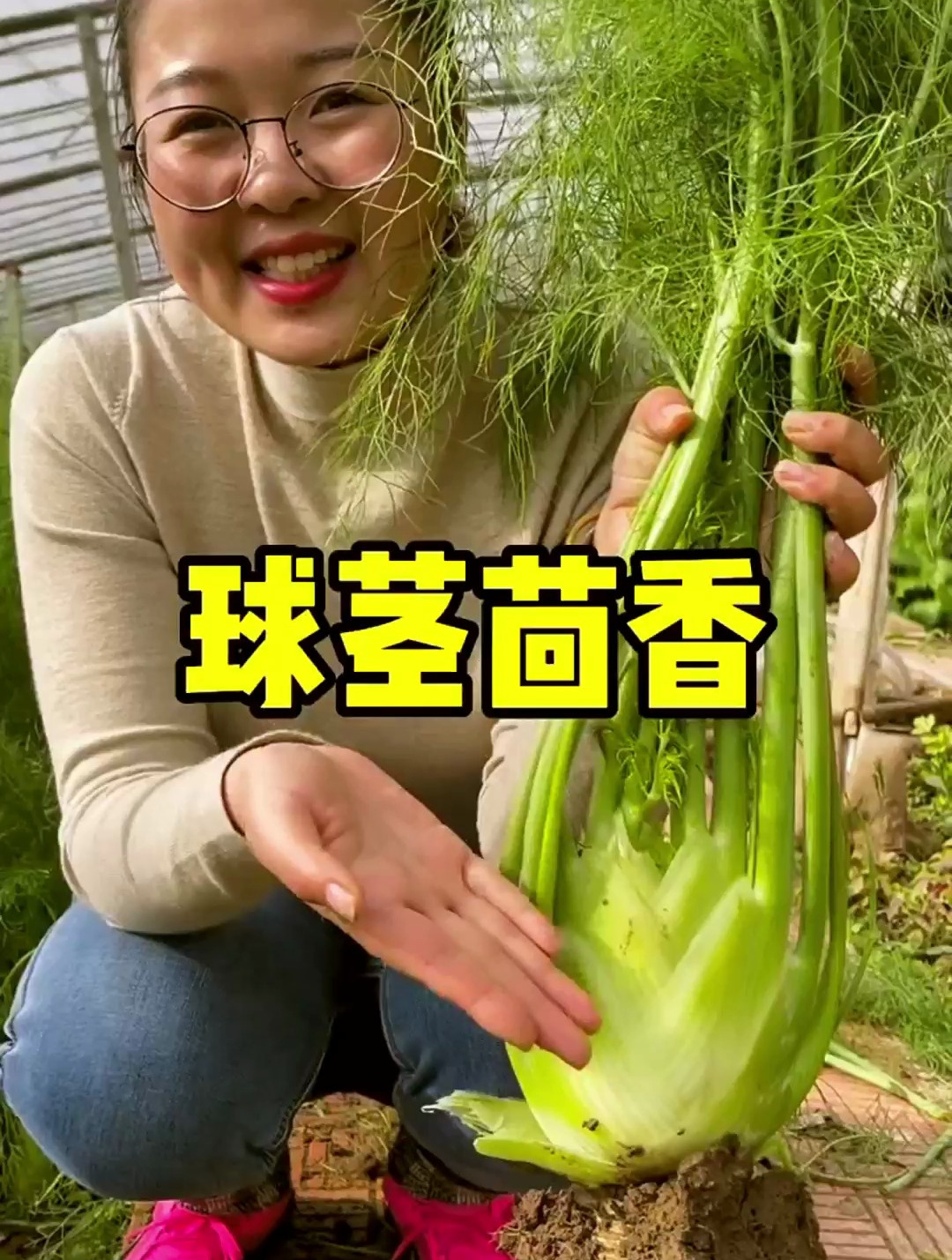 球茎茴香口感独特,很多菜友不知如何种植,教程很简单