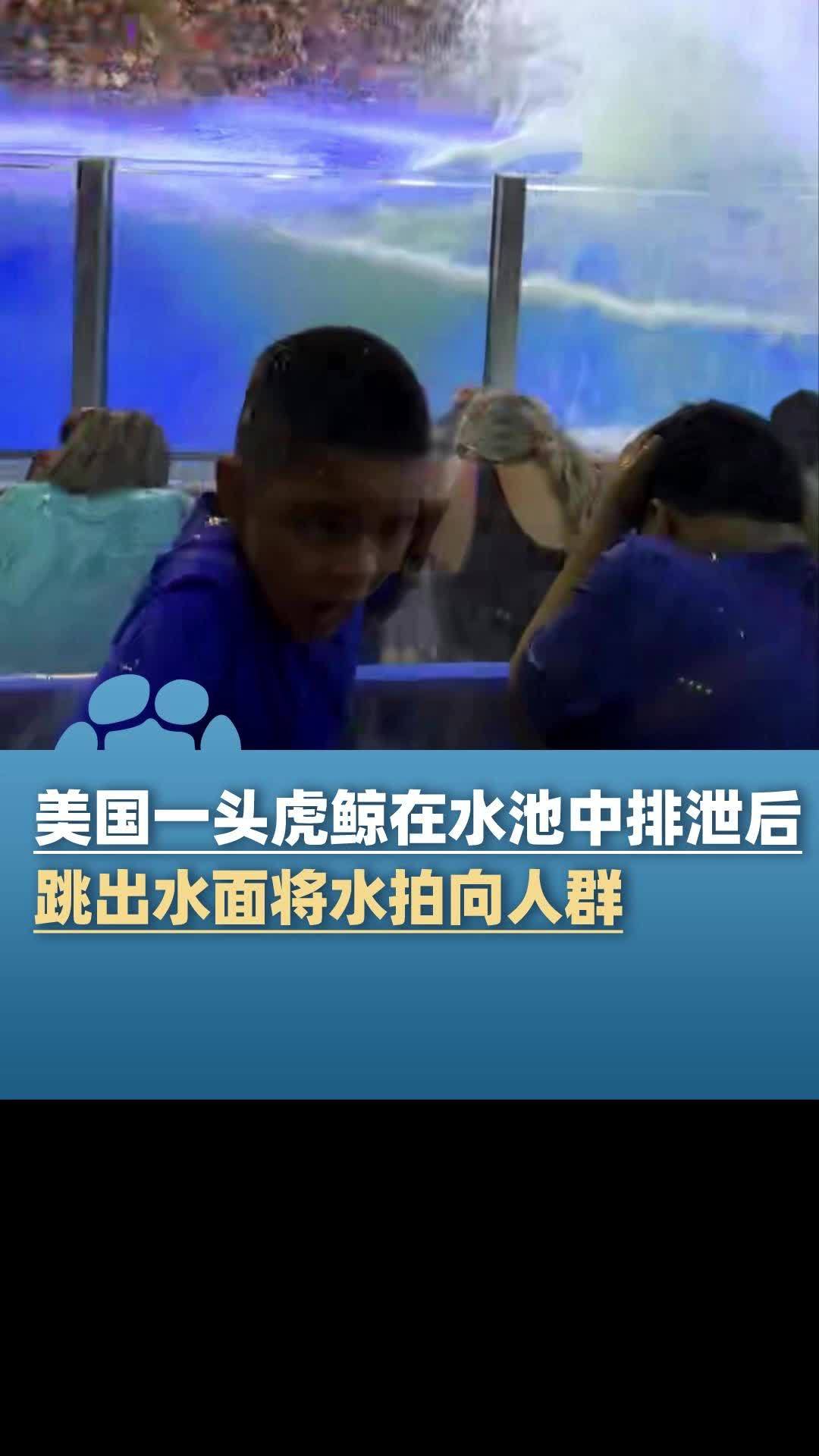 美国海洋公园一头虎鲸在水池中排泄后,跳出水面将水拍向人群