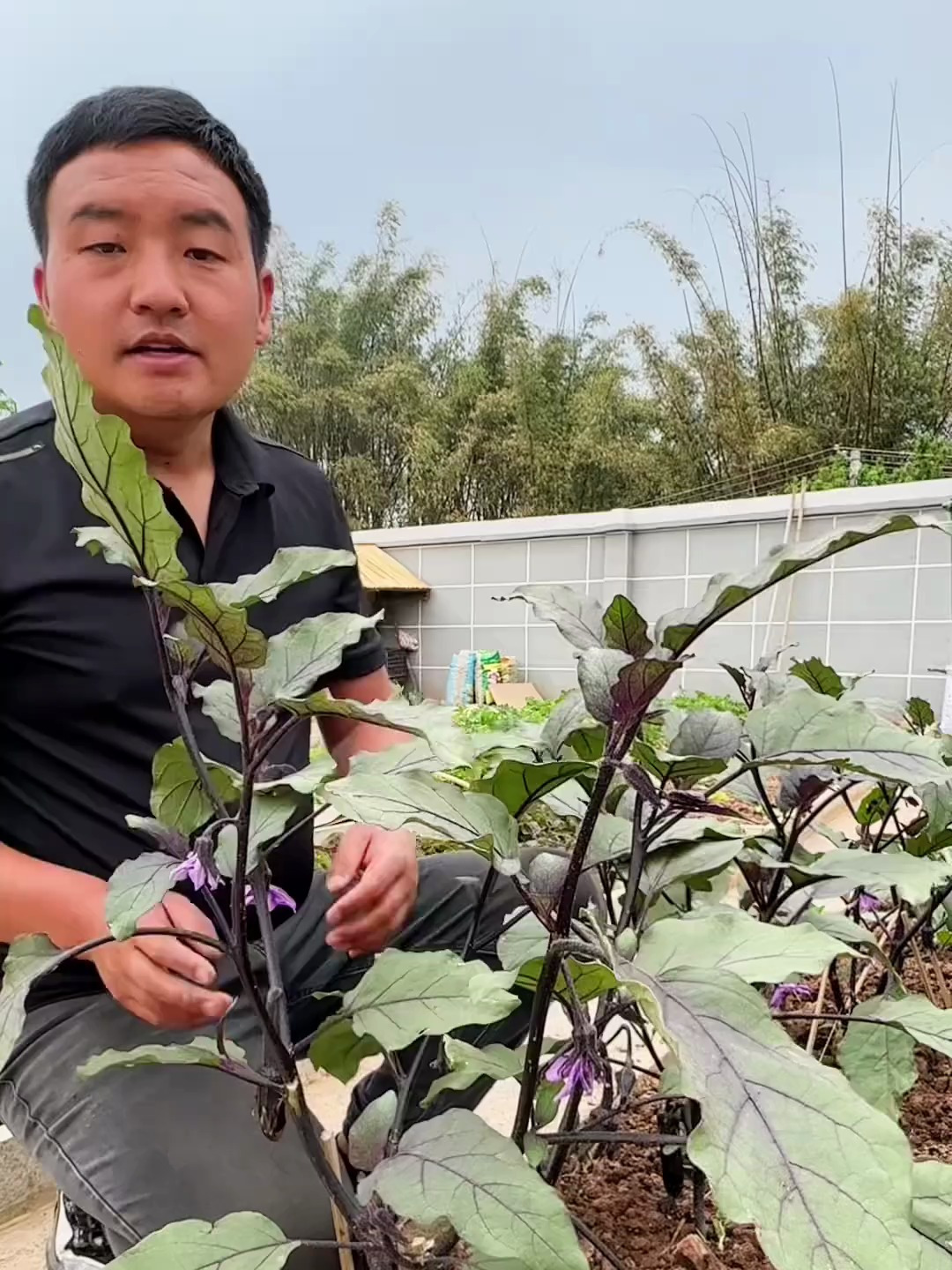 1颗茄苗想结25-30个茄子,修枝方法很重要,方法简单一学就会