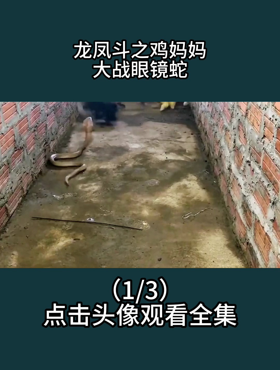 龙凤斗之鸡妈妈大战眼镜蛇