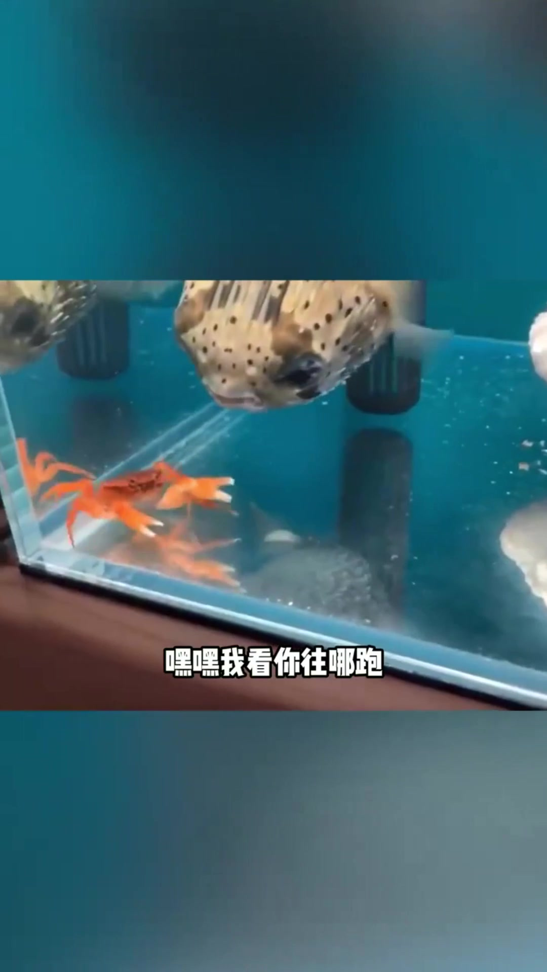 如果小螃蟹一直不松手,鱼会不会抑郁