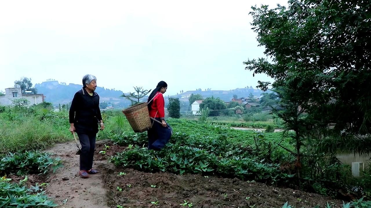 [图]谁言寸草心,报得三春晖.幺妹儿用草药给妈妈洗脚,让母亲睡个好觉