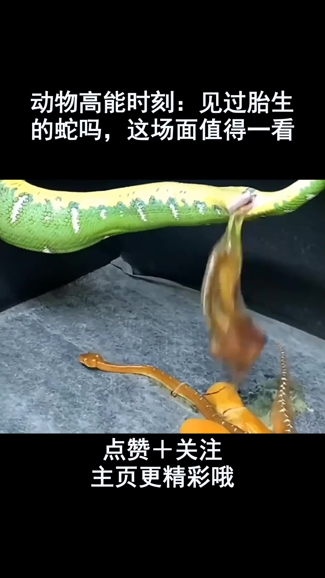 动物高能时刻:见过胎生的蛇吗,这场面值得一看