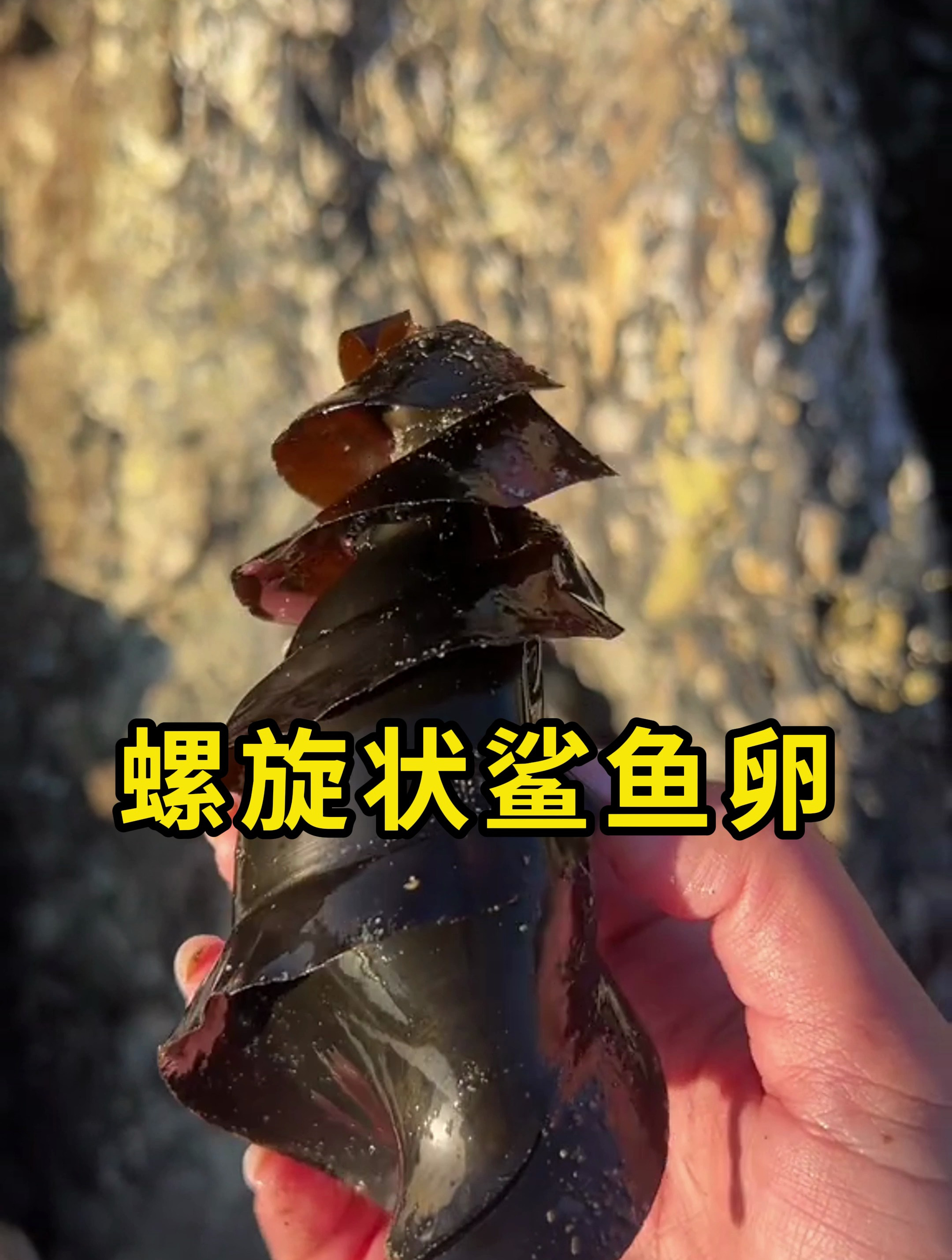 螺旋状的鲨鱼卵,看起来很奇特!