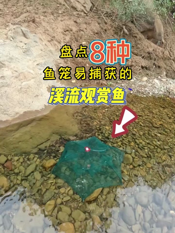 鱼笼易捕获的8种溪流鱼!