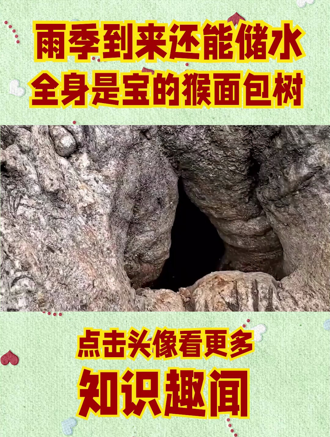 雨天还能用来储水?解密浑身是宝的猴面包树