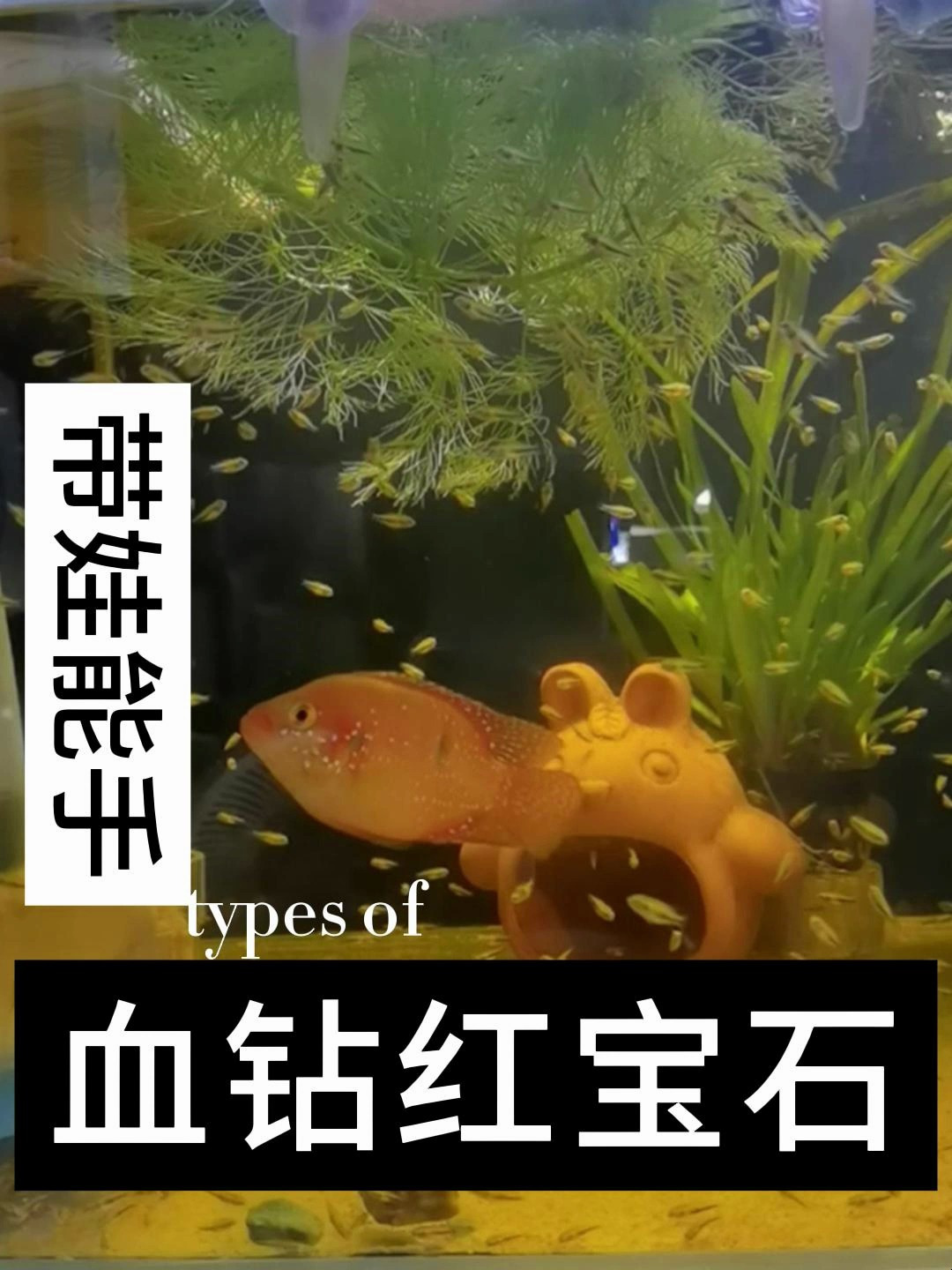 红宝石鱼分公母方法如下四点