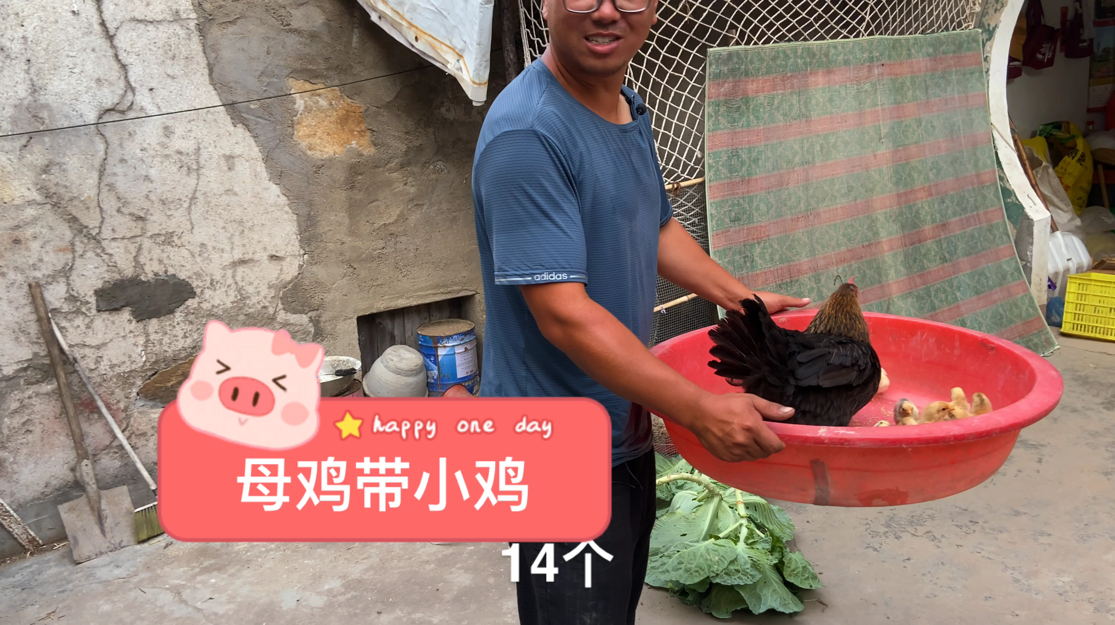 农村老母鸡第一次带小鸡 看着它对小鸡的不离不弃 着实很让人感动