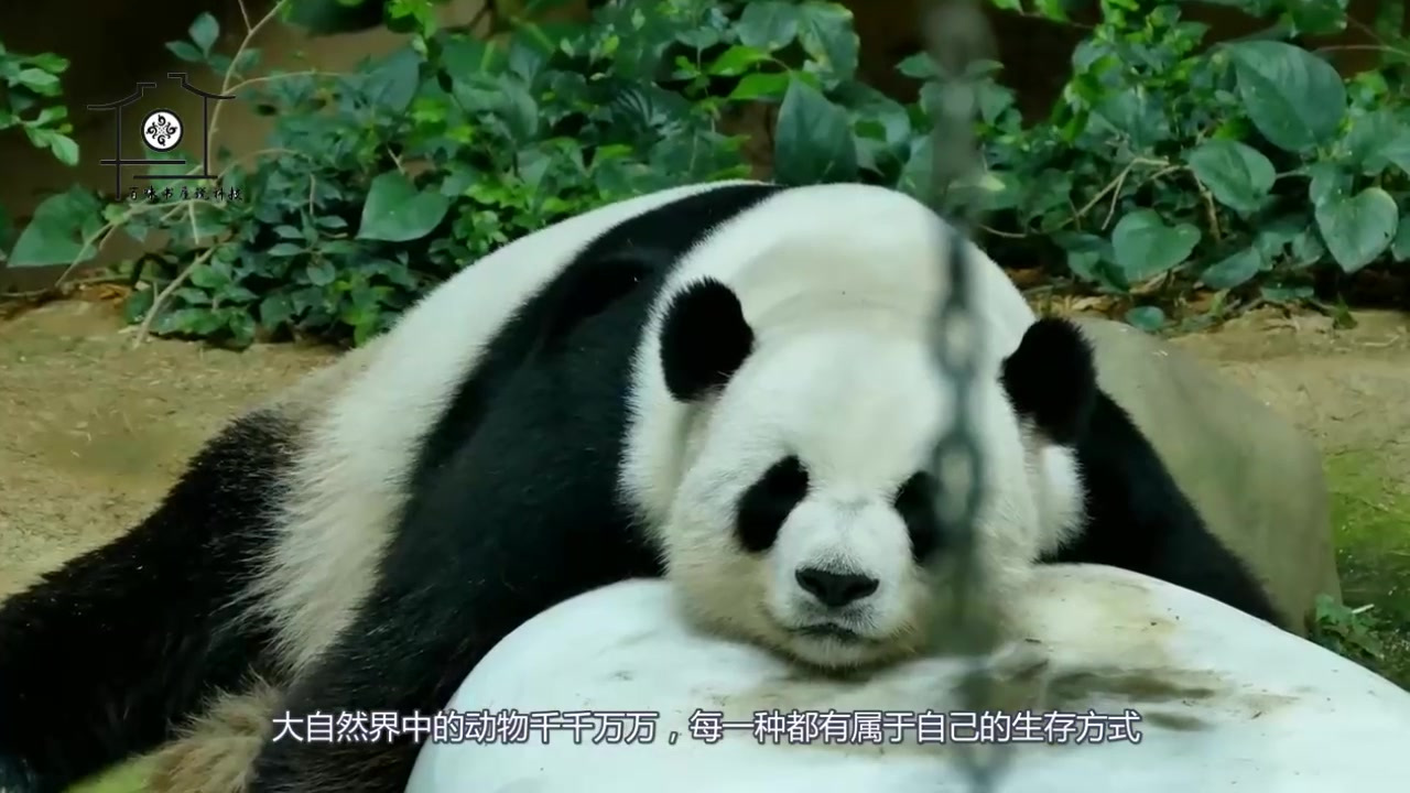 养了5年的母鸡不下蛋,主人抛开肚子后,不简单