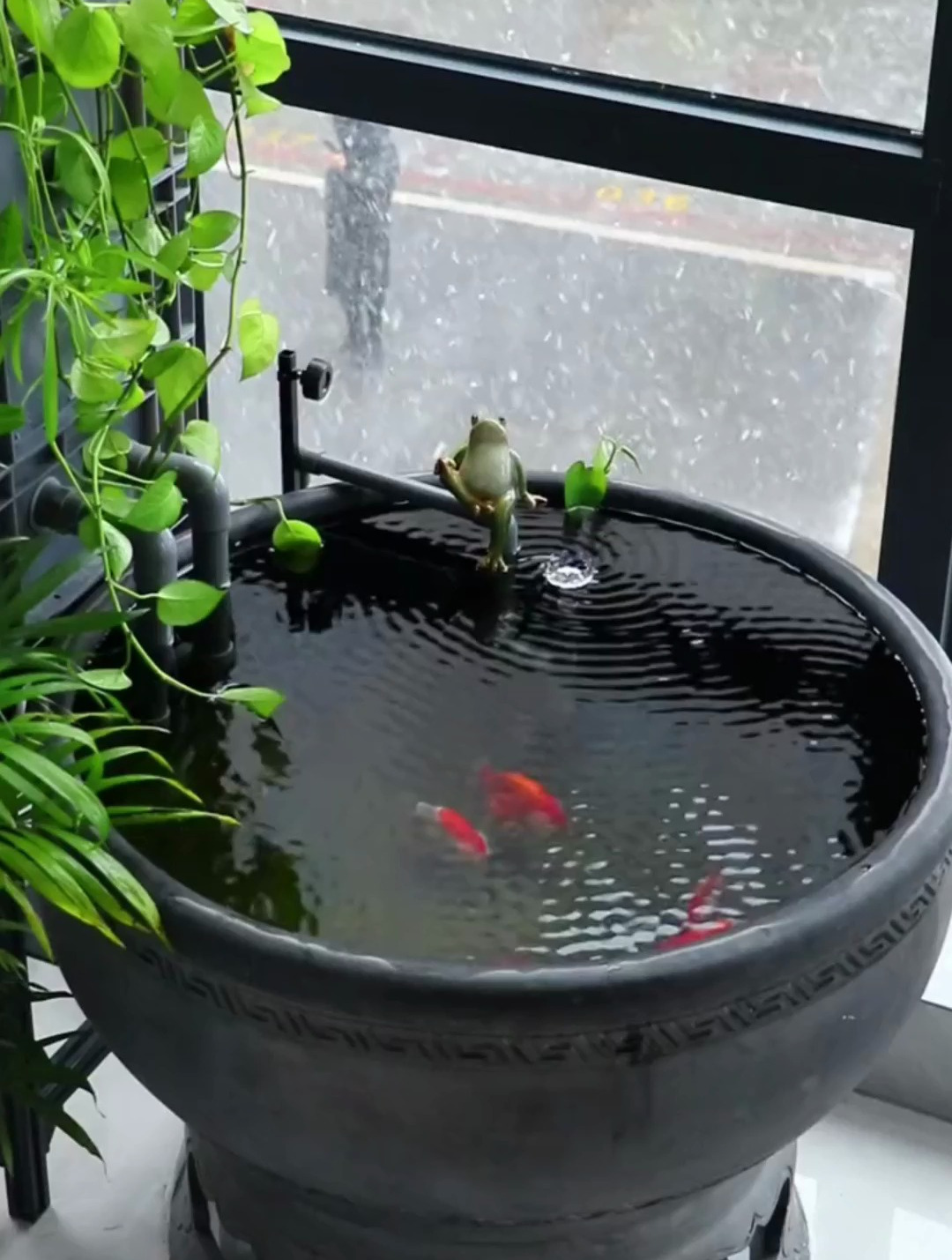 养金鱼水温控制在多少合适?很多人都认为金鱼属于冷水鱼养鱼知识