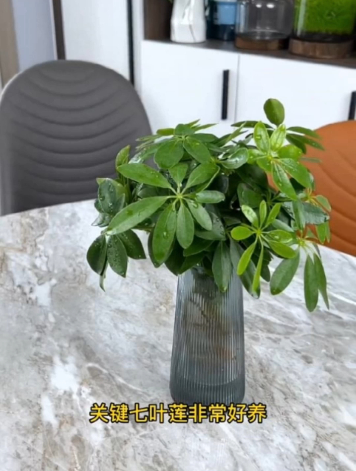 七叶莲又叫鸭脚木,能赏花能泡酒,养护简单好寓意