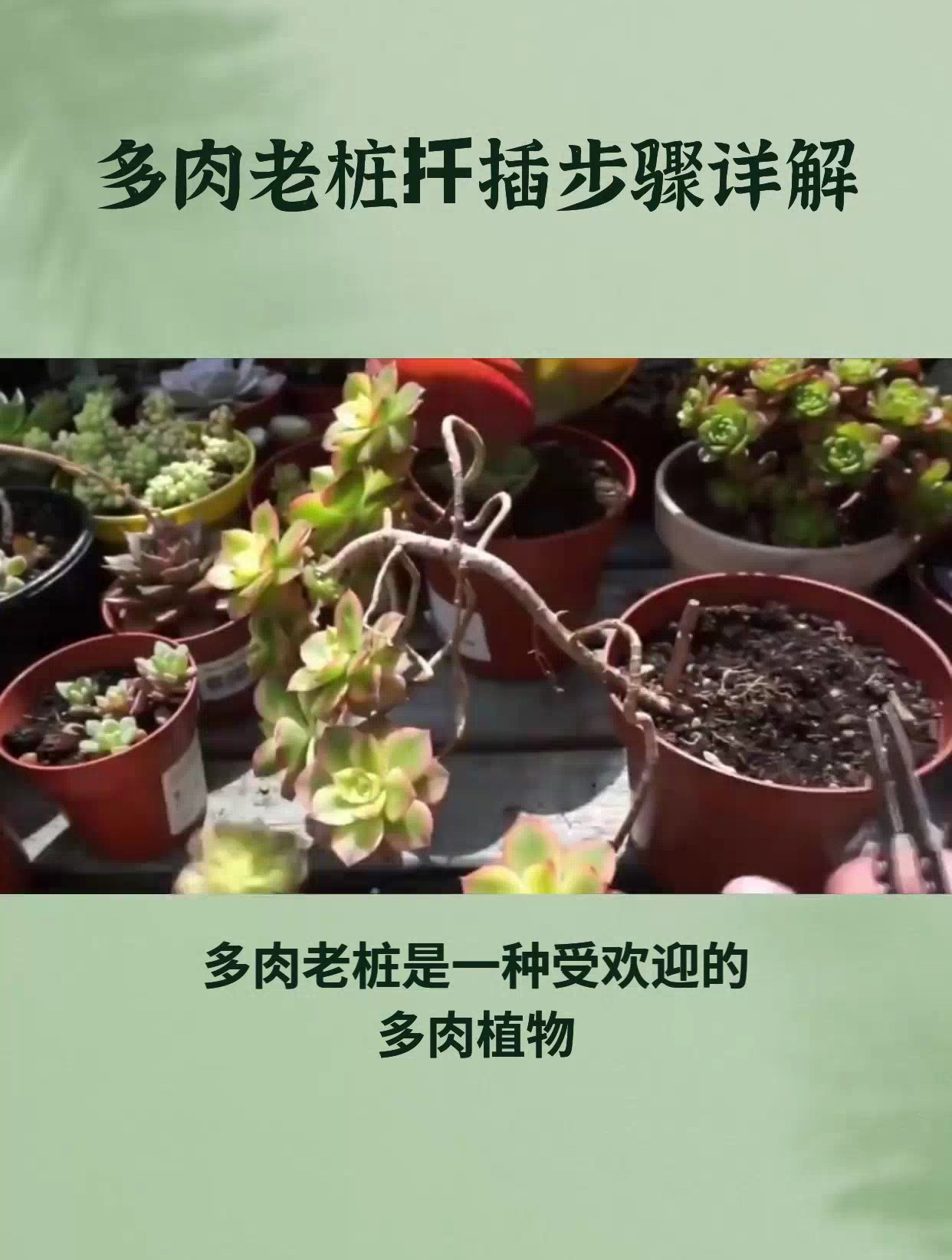 多肉老桩断了别担心,扦插方法来帮你!