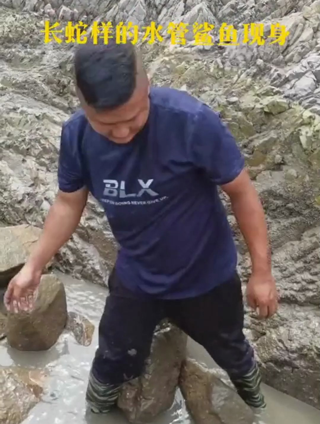 长蛇一样的水管鲨鱼现身