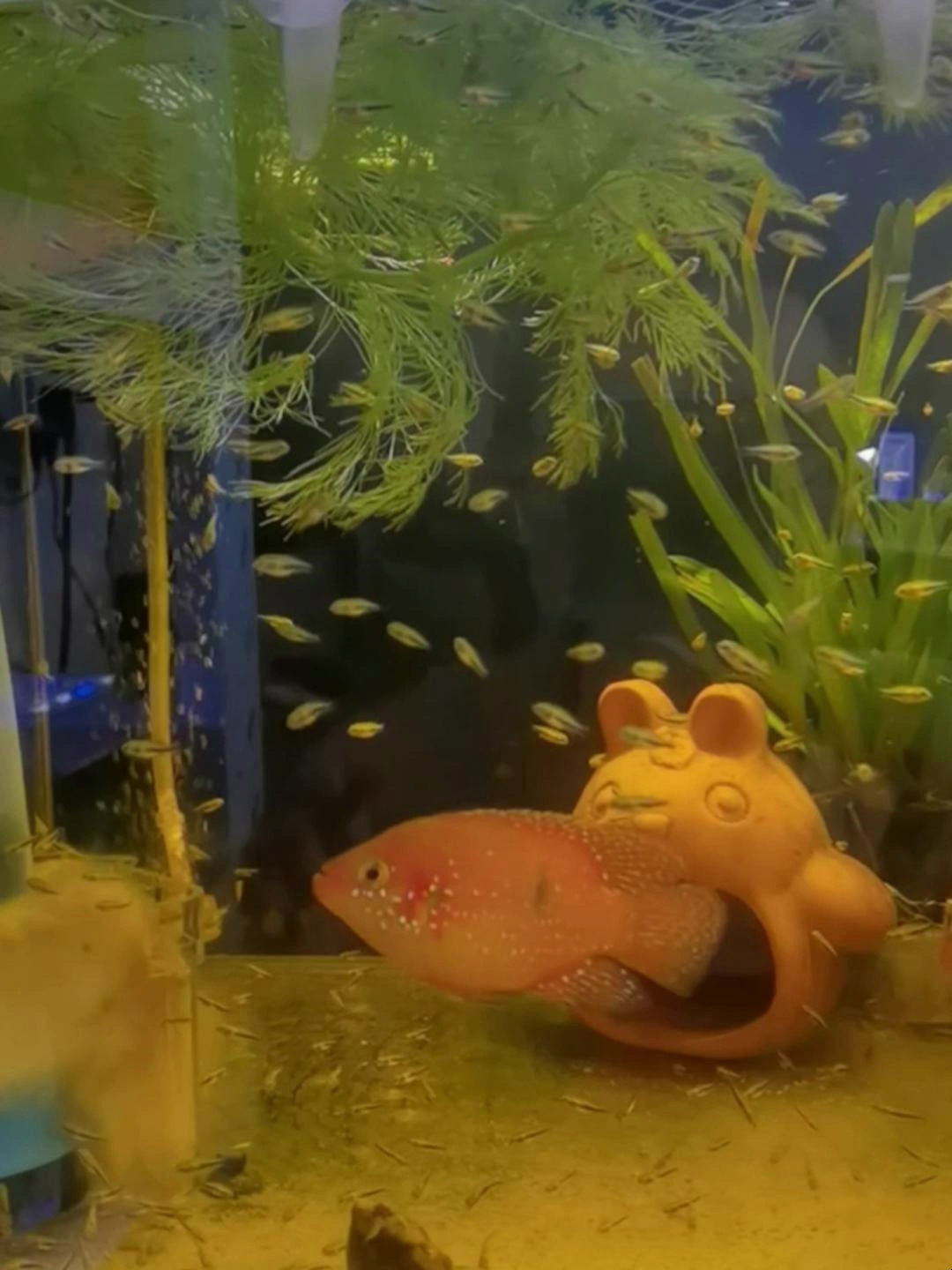 红宝石鱼繁殖是很容易的,一对鱼配对后很快就可以繁殖