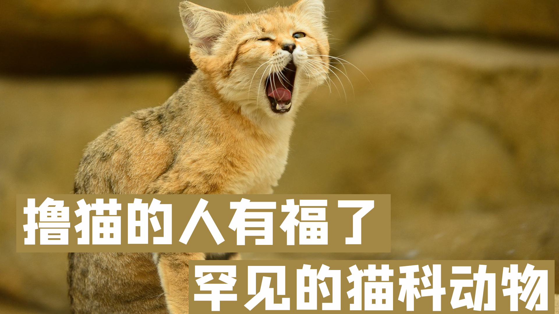 盘点全球罕见的猫科动物,猫奴福利来了,简直萌翻了!