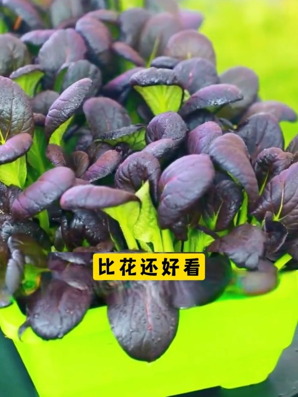 耐热不招虫的紫油菜,叶片满满花青素,种子直接种土里