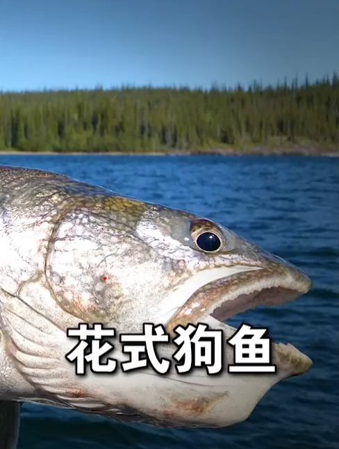 各种花式钓狗鱼钓鱼