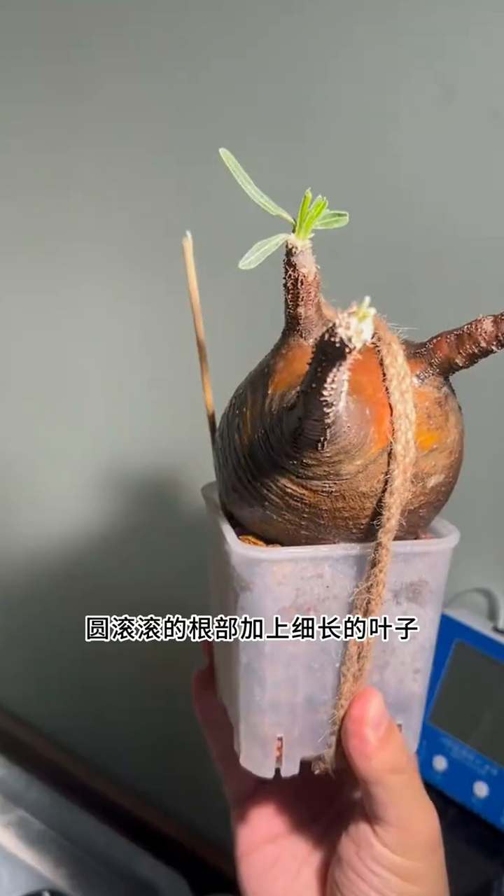 其貌不扬的块根植物却成为了潮人新宠