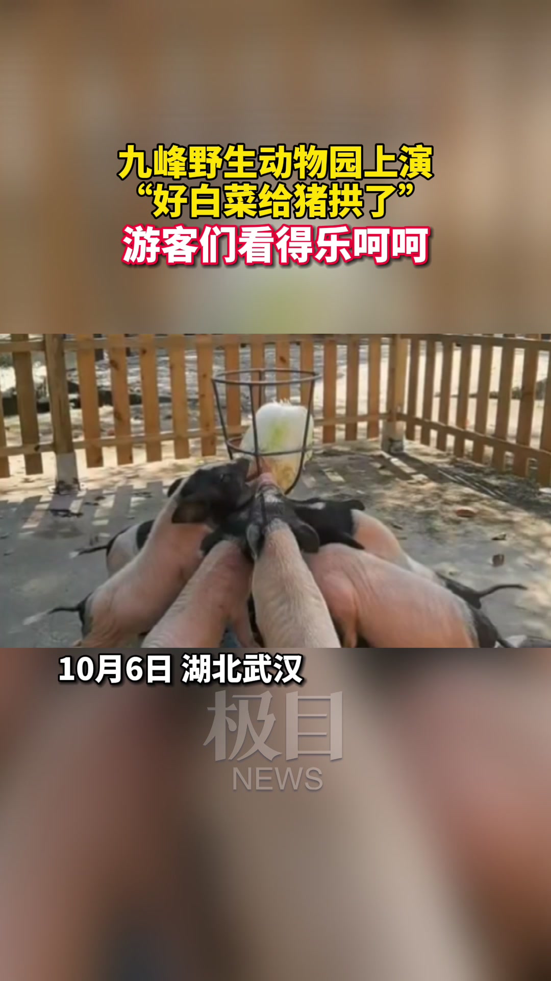 「视频」“好白菜给猪拱了”,武汉九峰野生动物园国庆游园表演看得游客乐哈哈