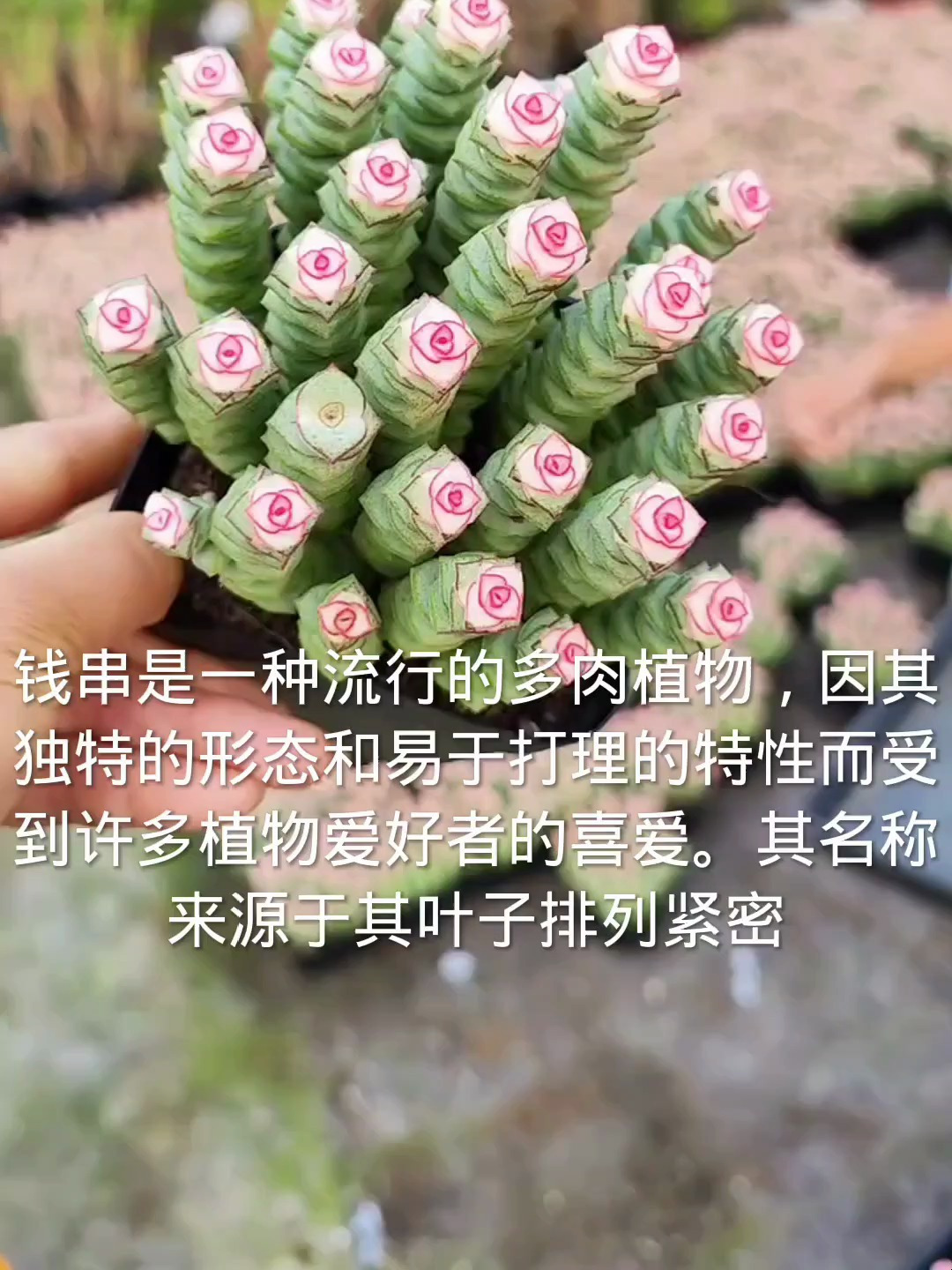 经常看见一种多肉植物,方形连成串状,钱串一条视频让你了解它!