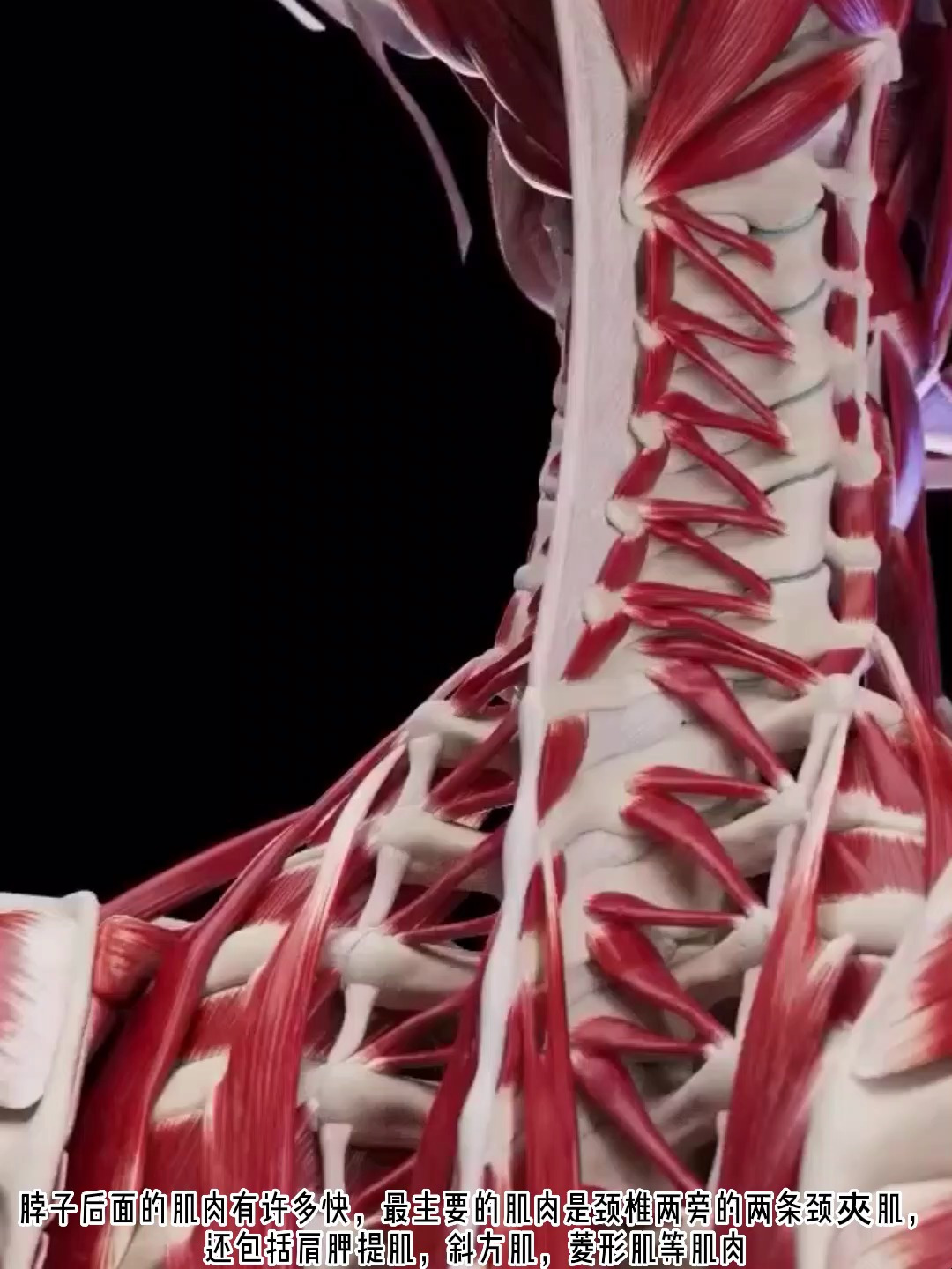后颈部肌肉有哪些?