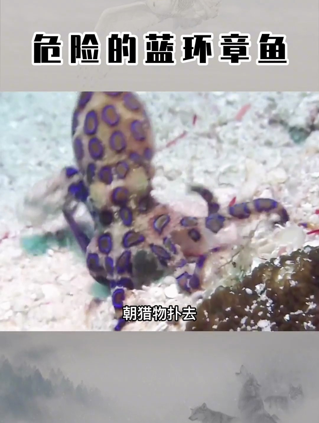 危险的蓝环章鱼 饲养需谨慎