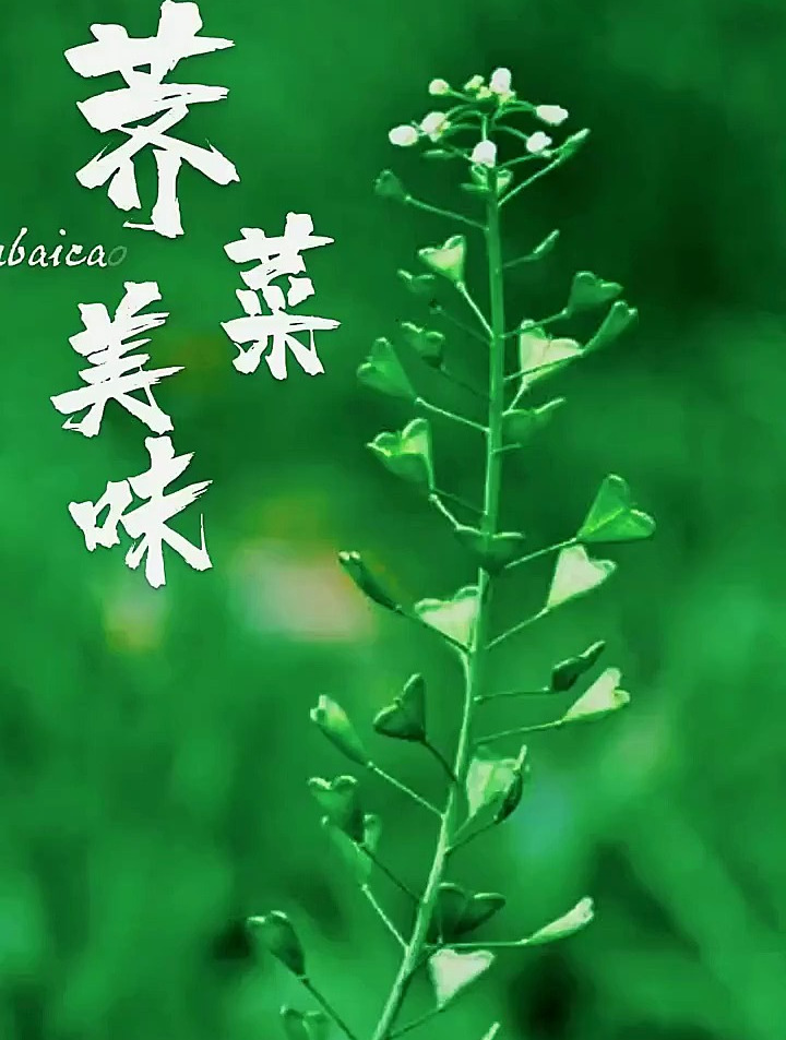 春天了,你去挖荠菜吗
