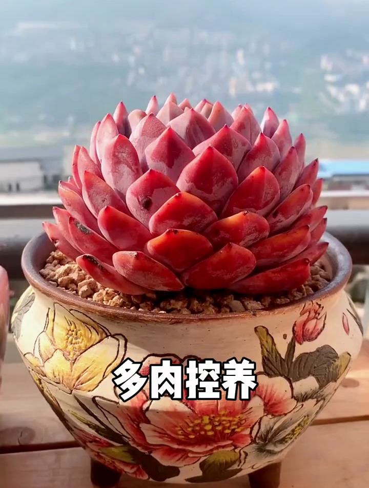 多肉控养,多肉植物养护小常识