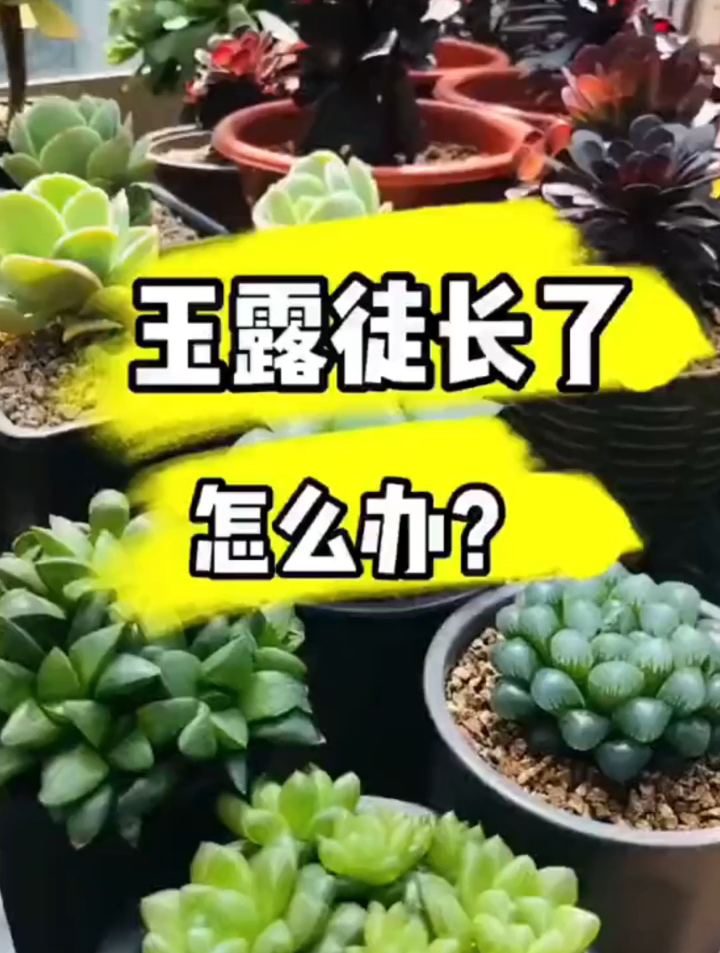 玉露徒长了怎么办?徒长不可怕几招解决。后期养护慢慢恢复就好啦