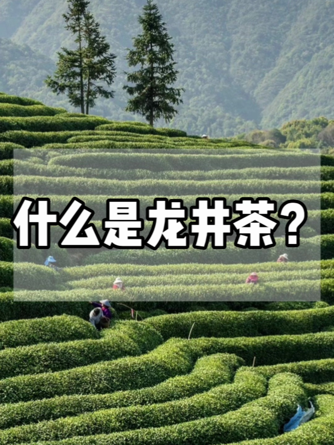 什么是龙井茶呢?