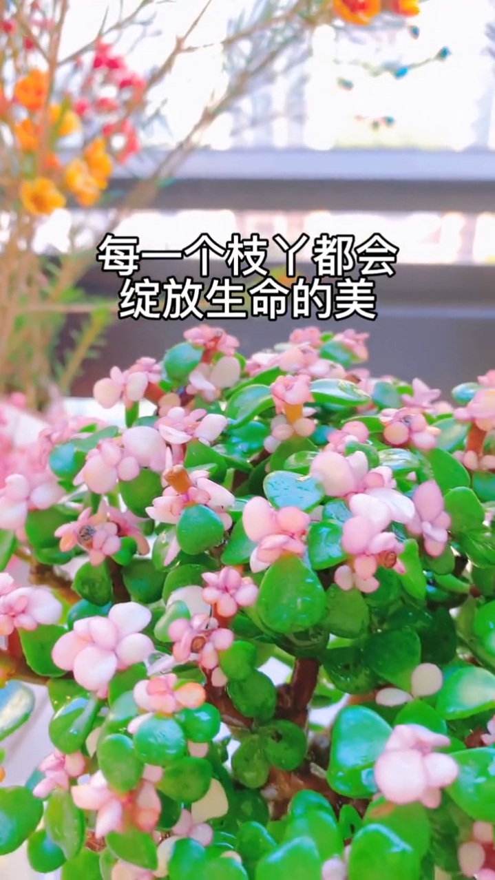 高贵的多肉植物,好看又好养。一花一草一世界